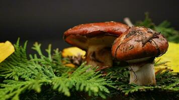 forest mushrooms with leaves, branches and fir trees on black background video