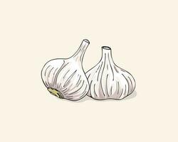 Vector color illustration of garlic. Garlics isolated on white background. Vegetable Icon. Garlic hand drawn vector illustration set.