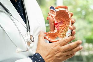 Stomach disease, doctor holding anatomy model for study diagnosis and treatment in hospital. photo