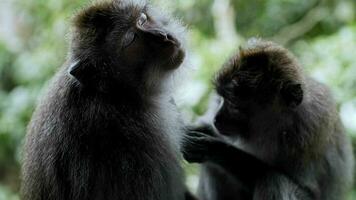 monkeys brush each other's hair video