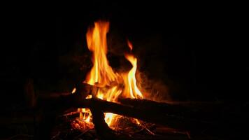 leg brandhout op het vuur. kamperen in het kampvuur brandt in de natuur in het donker. een vuur maken. veilig gebruik van vuur in het bos. video