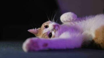 Cute white-red kitten lies on its back and looks up video
