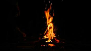 Feuerholz aufs Feuer legen. Camping im Lagerfeuer brennt in der Natur im Dunkeln. Feuer machen. sicherer Umgang mit Feuer im Wald. video