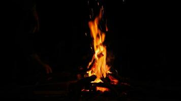 coloque lenha no fogo. acampar na fogueira está queimando na natureza no escuro. criar um incêndio. uso seguro do fogo na floresta. video