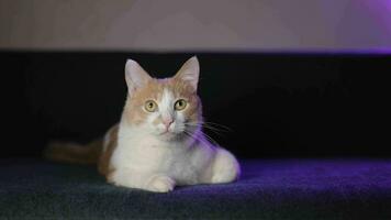 une mignonne blanc et rouge chaton mensonges sur une bleu canapé et regards autour video