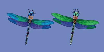 dragonfly vector in full color for background design.