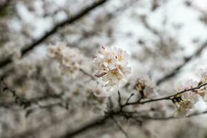 a close up of a tree with pink flowers photo