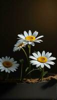 AI Generative Beautiful Daisy flower or Bellis perennis L, or Compositae blooming in the park during sunlight photo