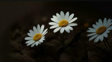 AI Generative Beautiful Daisy flower or Bellis perennis L, or Compositae blooming in the park during sunlight photo