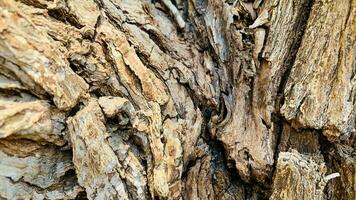 tree trunk background, Bark pattern is seamless texture from tree. For background wood work, Bark of brown hardwood, thick bark hardwood, residential house wood. photo