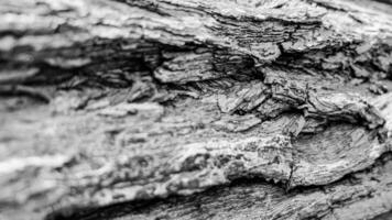 tree trunk background, Bark pattern is seamless texture from tree. For background wood work, Bark of brown hardwood, thick bark hardwood, residential house wood. photo