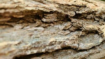 árbol maletero fondo, ladrar modelo es sin costura textura desde árbol. para antecedentes madera trabajar, ladrar de marrón madera dura, grueso ladrar madera dura, residencial casa madera. foto