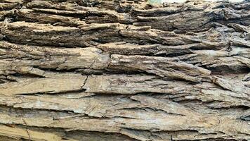 tree trunk background, Bark pattern is seamless texture from tree. For background wood work, Bark of brown hardwood, thick bark hardwood, residential house wood. photo