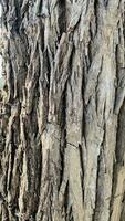 tree trunk background, Bark pattern is seamless texture from tree. For background wood work, Bark of brown hardwood, thick bark hardwood, residential house wood. photo