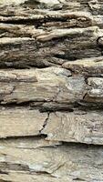 tree trunk background, Bark pattern is seamless texture from tree. For background wood work, Bark of brown hardwood, thick bark hardwood, residential house wood. photo
