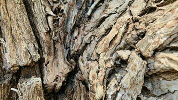 árbol maletero fondo, ladrar modelo es sin costura textura desde árbol. para antecedentes madera trabajar, ladrar de marrón madera dura, grueso ladrar madera dura, residencial casa madera. foto