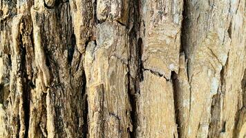 árbol maletero fondo, ladrar modelo es sin costura textura desde árbol. para antecedentes madera trabajar, ladrar de marrón madera dura, grueso ladrar madera dura, residencial casa madera. foto