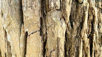 tree trunk background, Bark pattern is seamless texture from tree. For background wood work, Bark of brown hardwood, thick bark hardwood, residential house wood. photo