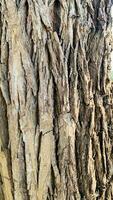 tree trunk background, Bark pattern is seamless texture from tree. For background wood work, Bark of brown hardwood, thick bark hardwood, residential house wood. photo