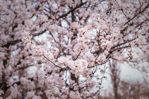 un cerca arriba de un árbol con rosado flores foto