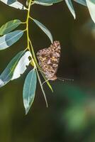 Lovely and beautiful sweet background with a butterfly insect photo