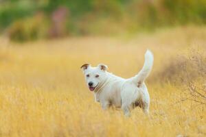 un mascota perro camina al aire libre. de pura raza raza Jack Russell terrier masculino foto