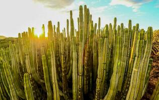 cactus plants in the sun at sunset photo
