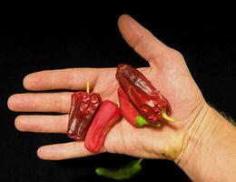 a hand holding red peppers photo