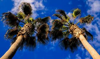 two palm trees against a blue sky photo