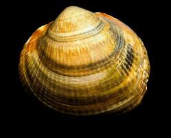 a large shell with a black background photo