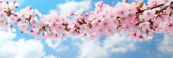 ai generado exclusivo editorial fotografía de Cereza flores floreciente debajo el azul cielo. sakura flores son representante de japonés flores foto