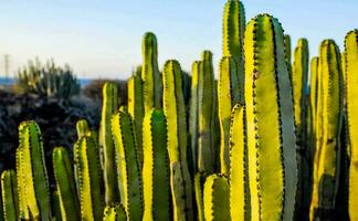 cactus plants in the desert with the ocean in the background photo