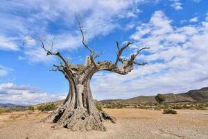 a dead tree in the middle of a desert photo