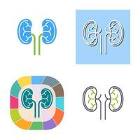 Kidney Vector Icon