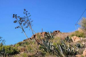 a cactus plant on a hillside with a blue sky photo