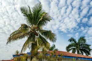 coconut trees palms against the blue sky of India photo