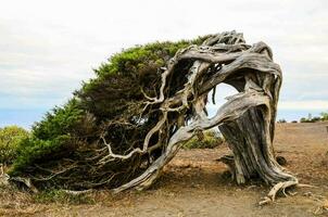 a tree that has been twisted by the wind photo