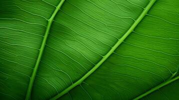 macro green leaf animated seamless motion background video