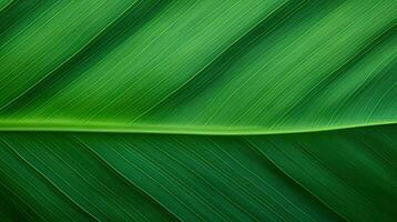 macro green leaf animated seamless motion background video