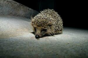 a hedgehog is sitting on the ground at night photo