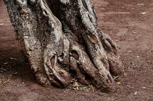 un cerca arriba de un árbol maletero con raíces foto