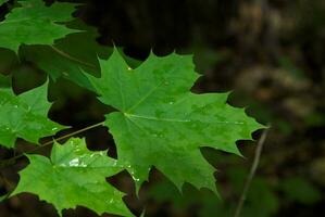 drops on leaf photo