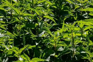 un campo de verde plantas con muchos hojas foto