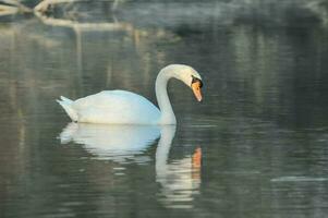 un cisne es nadando en el agua foto