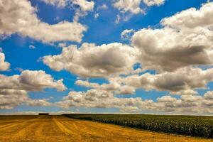 a field with a blue sky and clouds photo