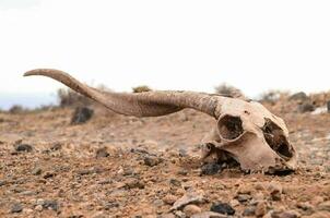 a goat skull laying on the ground in the desert photo