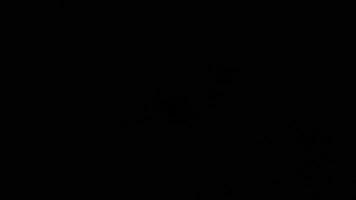 White elegant lens flares Light Leak overlay on black background. Spherical Optical Light abstract background 4K video