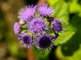 a purple flower with green leaves in the background photo