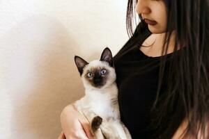 Siamese cat resting in hands of the owner. Young and cute female play with her kitten photo