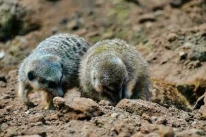 two meerkats digging in the dirt photo